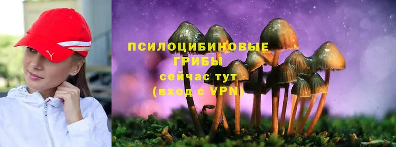 Псилоцибиновые грибы Cubensis  наркотики  мега сайт  Кызыл 